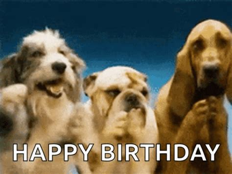 funny gifs|Funny GIFs .
